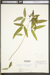 Desmodium paniculatum var. paniculatum