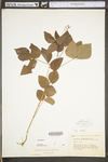 Desmodium pauciflorum