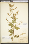 Desmodium perplexum