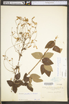 Desmodium perplexum