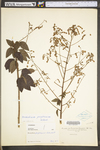 Desmodium perplexum