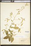 Desmodium perplexum