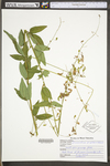 Desmodium perplexum