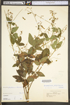 Desmodium perplexum