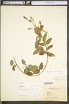 Desmodium perplexum