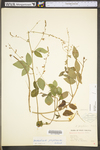 Desmodium perplexum