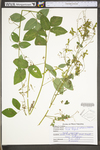 Desmodium perplexum