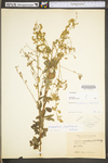 Desmodium perplexum