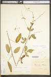 Desmodium perplexum