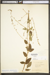 Desmodium perplexum