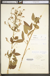 Desmodium perplexum