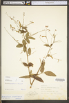 Desmodium perplexum