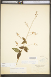 Desmodium perplexum