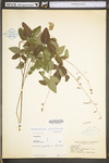 Desmodium perplexum