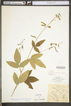 Desmodium perplexum