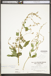 Desmodium perplexum