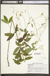 Desmodium perplexum