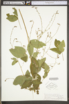 Desmodium perplexum