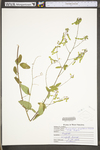 Desmodium perplexum