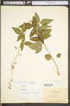 Desmodium perplexum