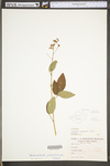 Desmodium perplexum