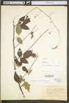 Desmodium perplexum