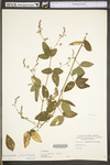 Desmodium perplexum