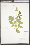 Desmodium perplexum