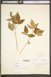 Desmodium perplexum