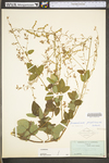 Desmodium perplexum