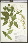 Desmodium perplexum