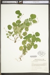 Desmodium rotundifolium