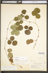 Desmodium rotundifolium