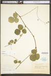 Desmodium rotundifolium