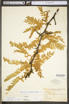 Gleditsia triacanthos