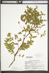 Gleditsia triacanthos