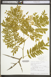 Gleditsia triacanthos