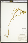 Gleditsia triacanthos