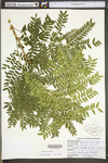 Gleditsia triacanthos