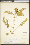 Gleditsia triacanthos