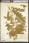 Gleditsia triacanthos