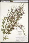 Lespedeza bicolor