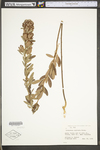 Lespedeza capitata