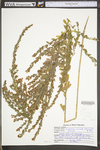 Lespedeza cuneata