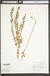 Lespedeza cuneata