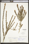 Lespedeza cuneata