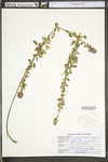 Lespedeza frutescens