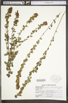 Lespedeza frutescens