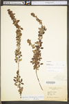 Lespedeza frutescens