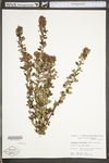 Lespedeza frutescens